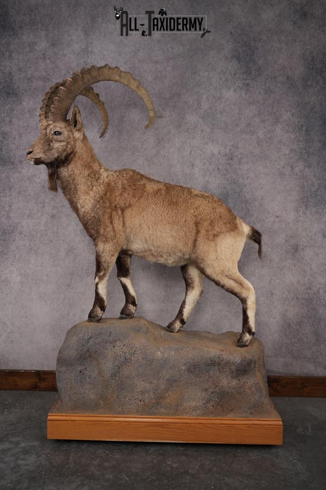 Altai Siberian Ibex SKU 2909