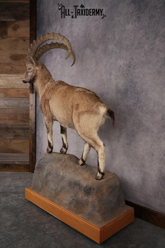Altai Siberian Ibex SKU 2909 - Image 12