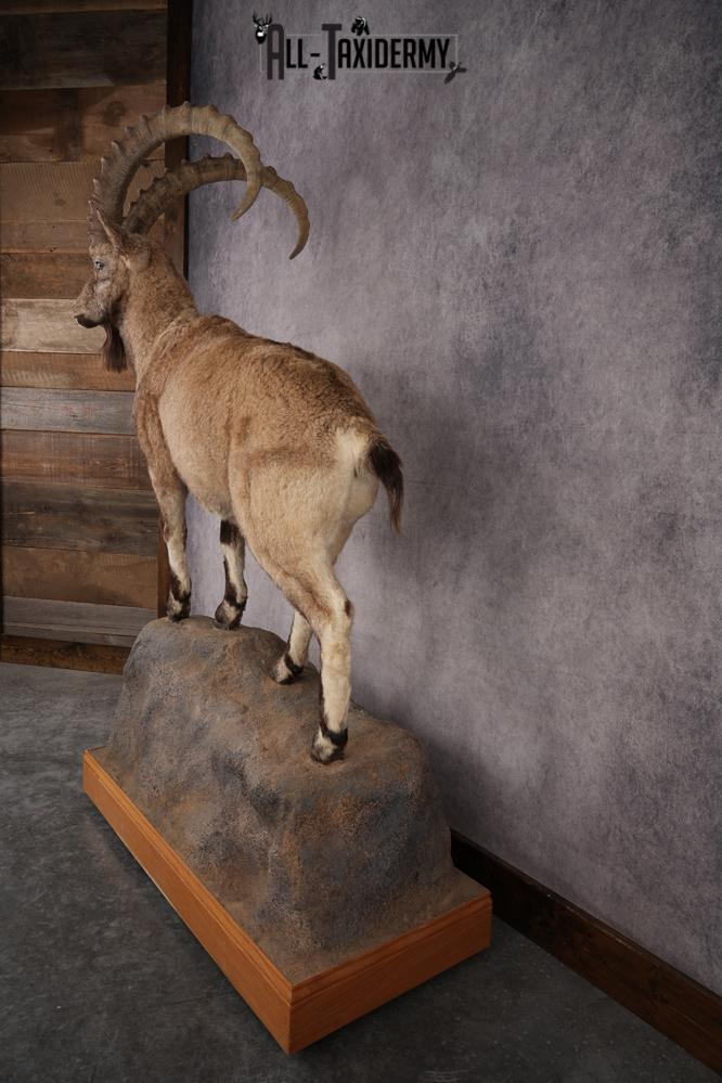 Altai Siberian Ibex SKU 2909 - Image 11