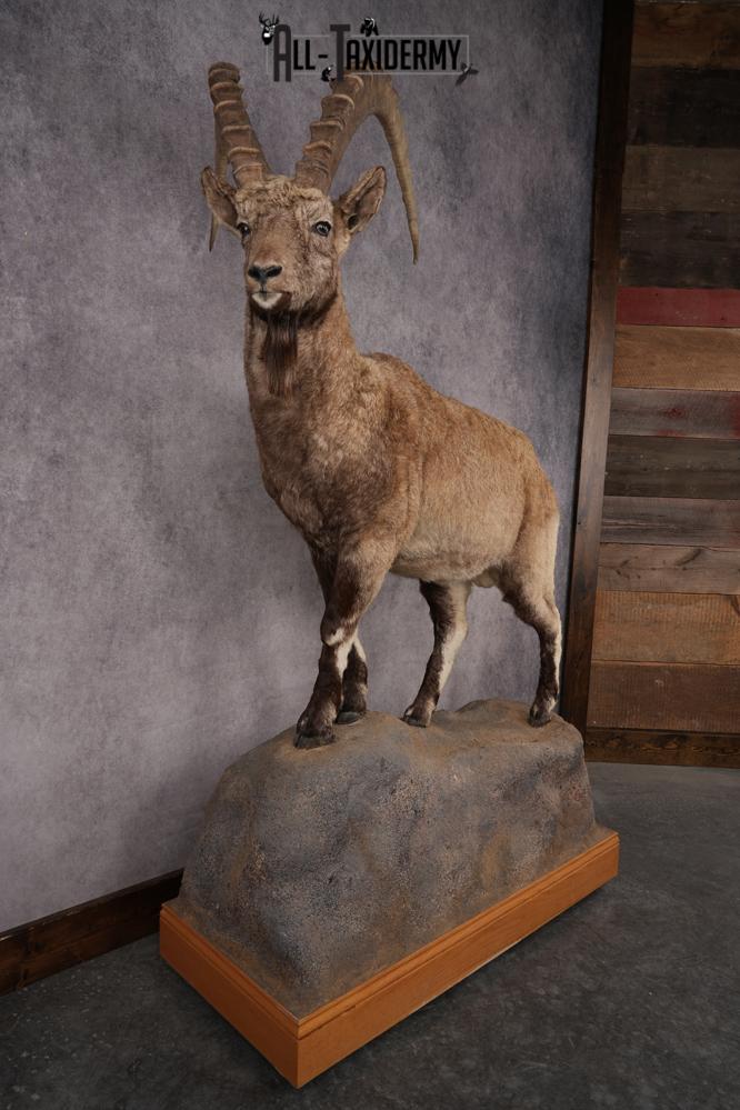 Altai Siberian Ibex SKU 2909 - Image 10