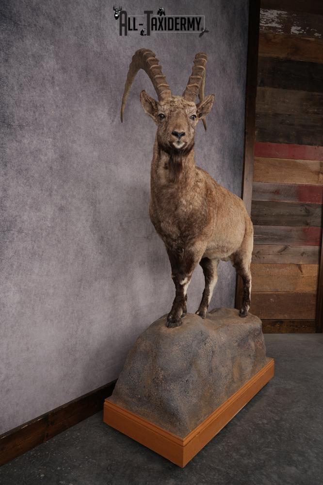 Altai Siberian Ibex SKU 2909 - Image 9