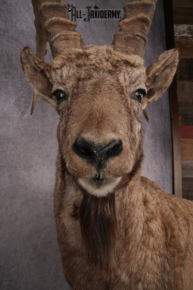 Altai Siberian Ibex SKU 2909 - Image 8