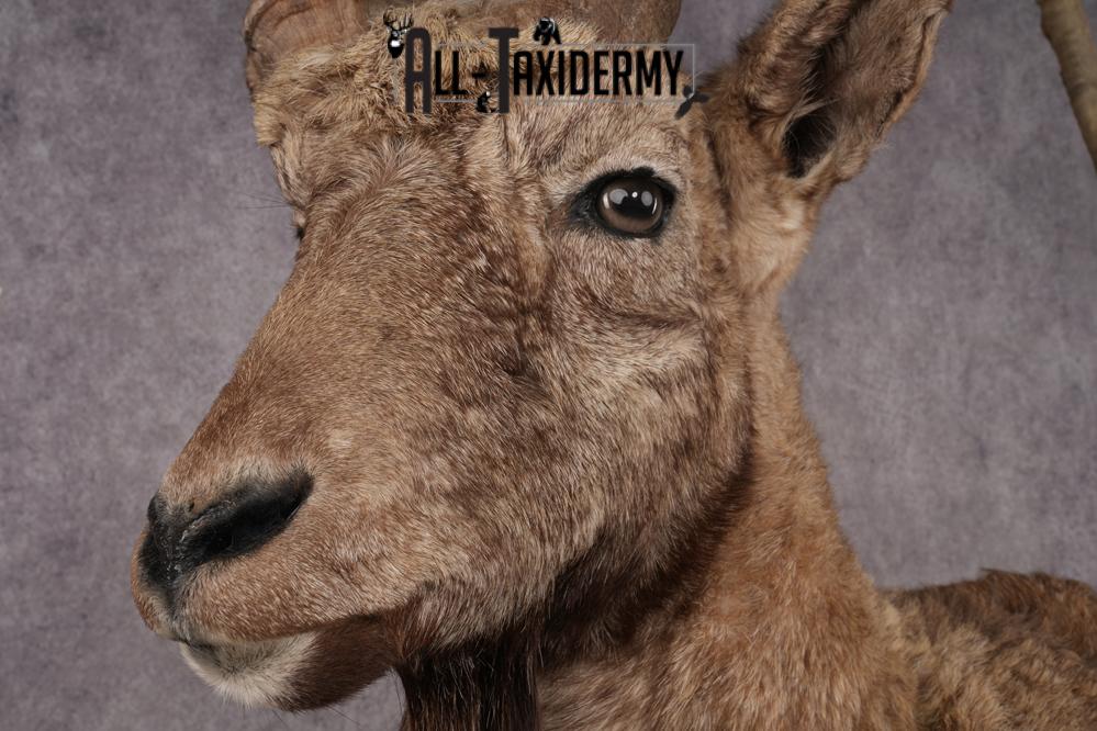 Altai Siberian Ibex SKU 2909 - Image 7