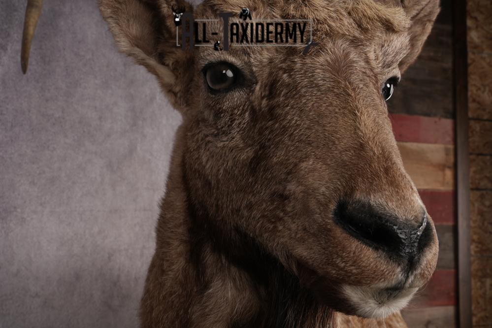 Altai Siberian Ibex SKU 2909 - Image 6