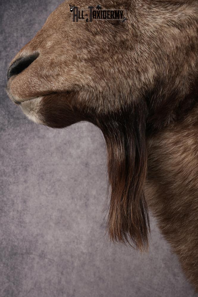 Altai Siberian Ibex SKU 2909 - Image 5