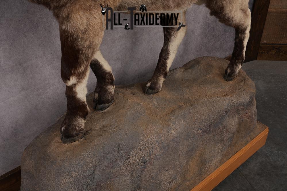 Altai Siberian Ibex SKU 2909 - Image 4