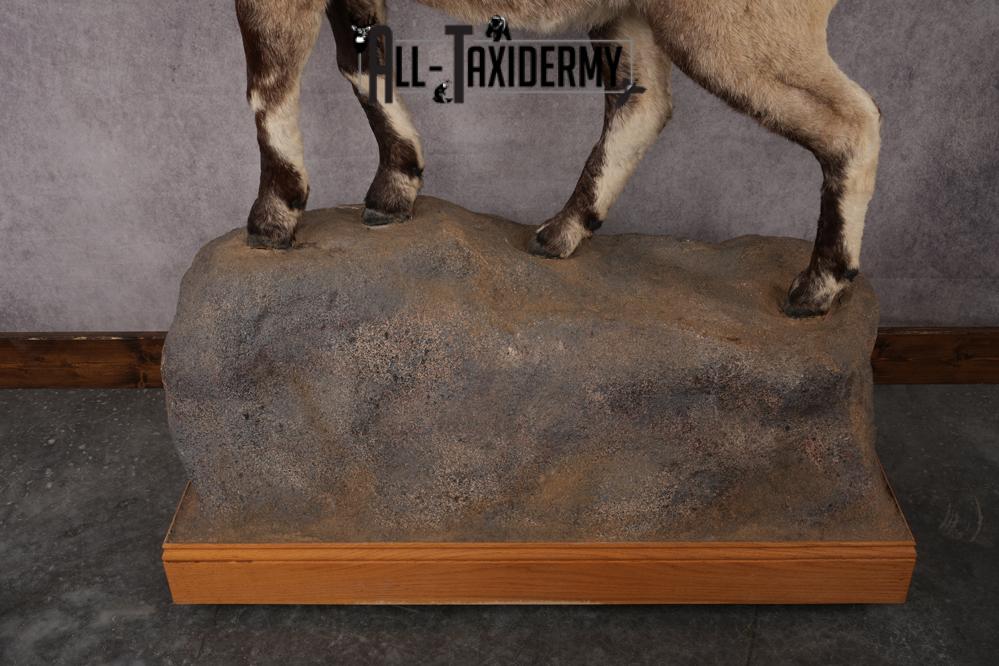 Altai Siberian Ibex SKU 2909 - Image 3