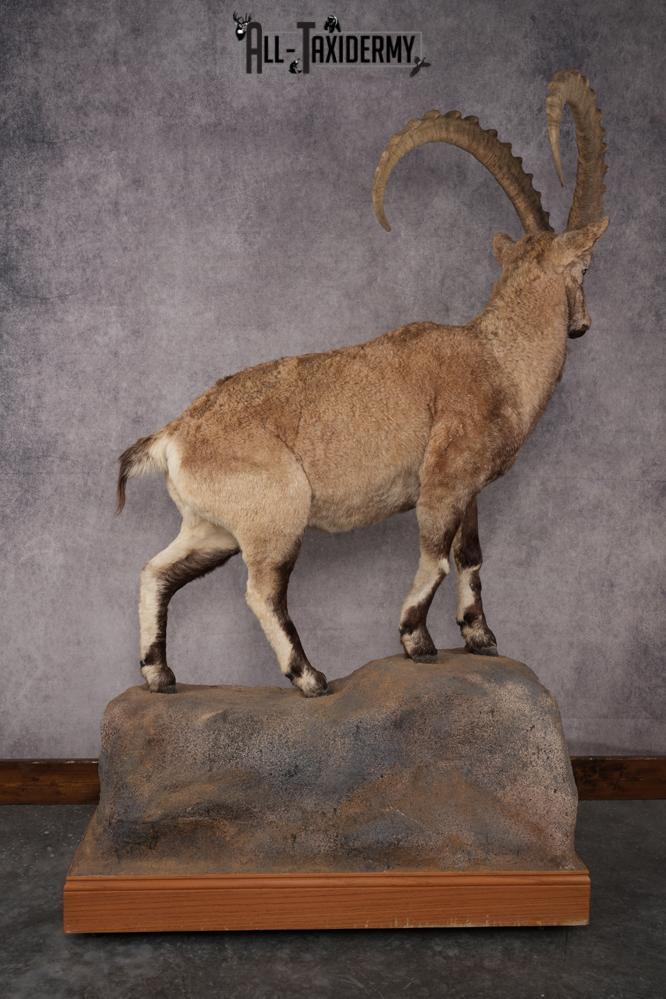 Altai Siberian Ibex SKU 2909 - Image 2