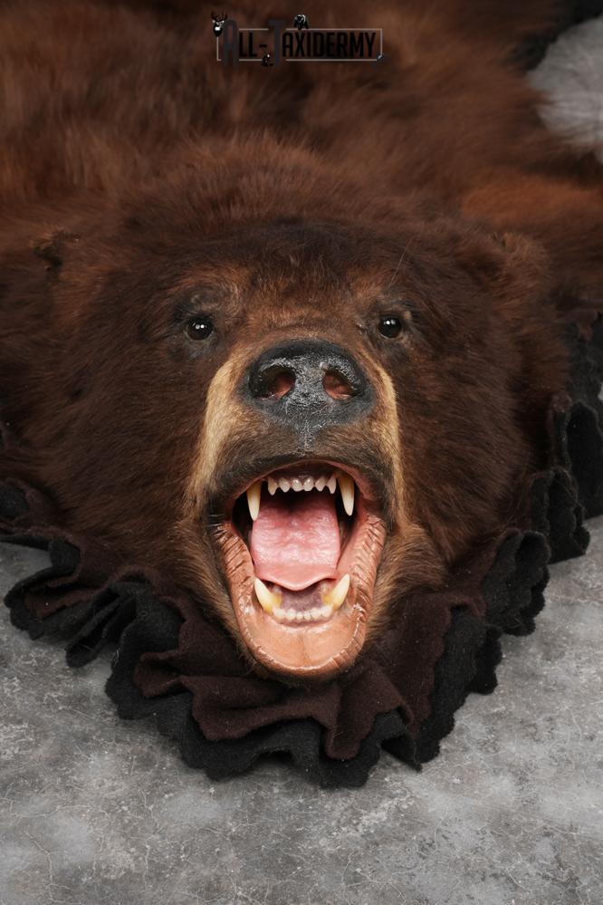 Chocolate Black Bear Rug SKU 2820 - Image 5