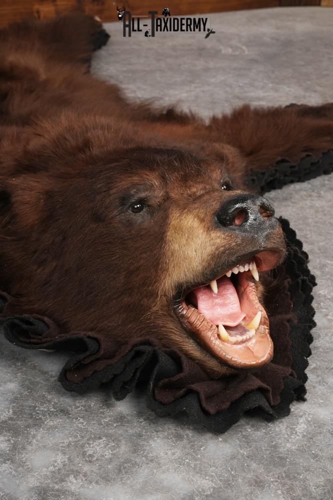Chocolate Black Bear Rug SKU 2820 - Image 4