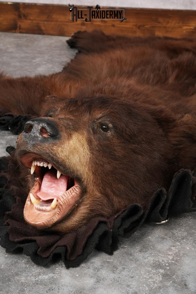 Chocolate Black Bear Rug SKU 2820 - Image 3