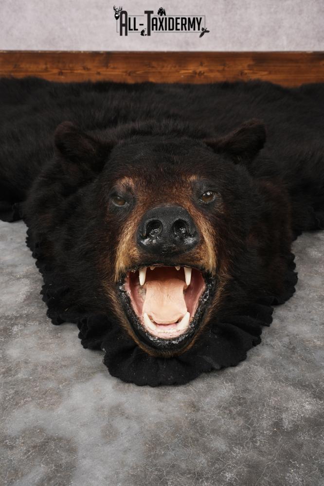 Black Bear Rug SKU 2824 - Image 6