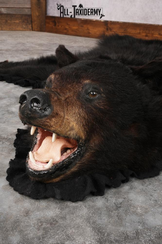 Black Bear Rug SKU 2824 - Image 5