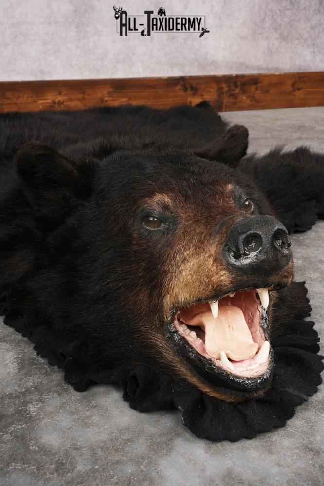 Black Bear Rug SKU 2824 - Image 4