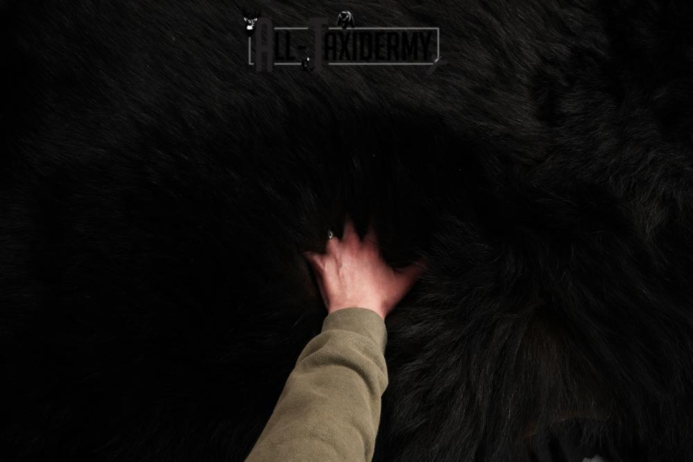 Black Bear Rug SKU 2824 - Image 2