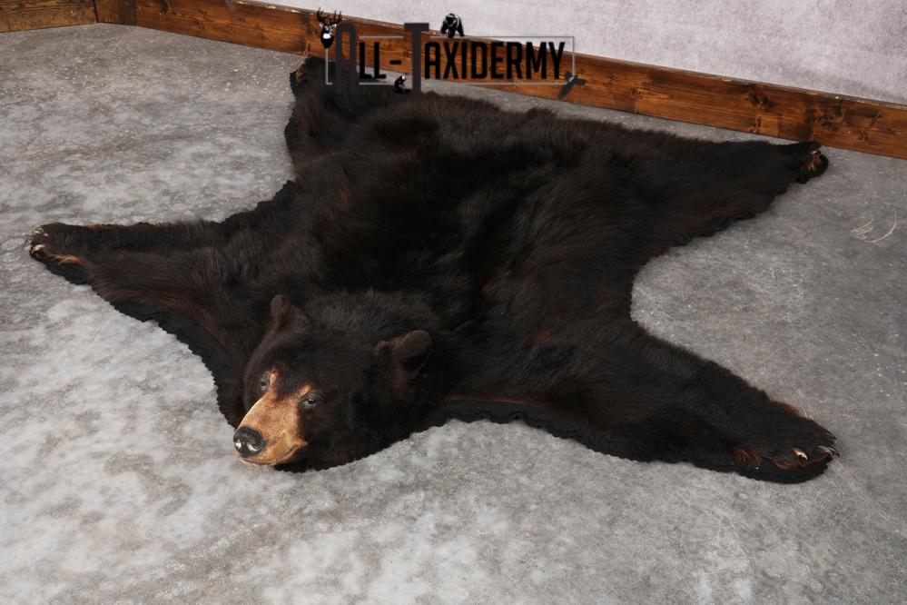 Black Bear Rug SKU 2815 - Image 9