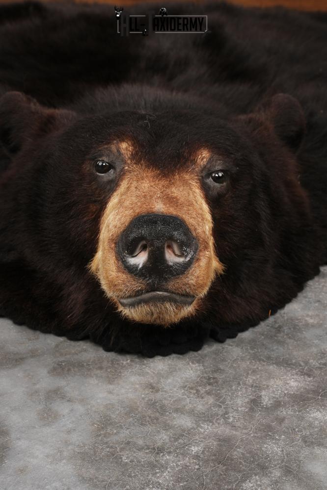 Black Bear Rug SKU 2815 - Image 7