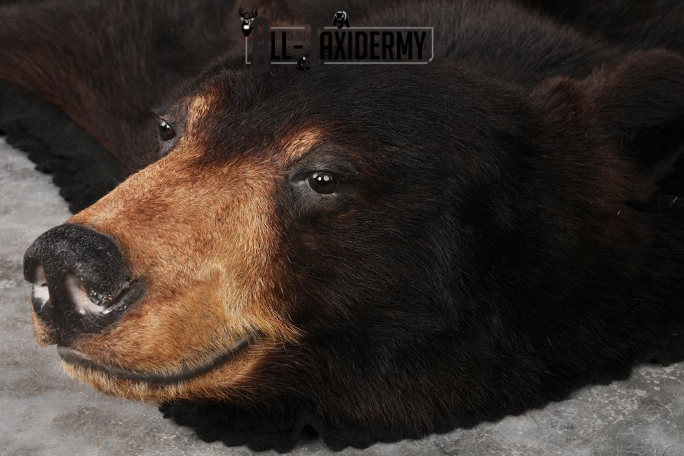 Black Bear Rug SKU 2815 - Image 6