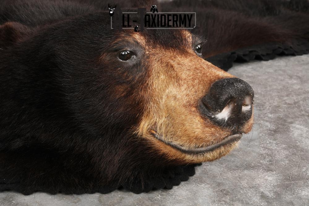 Black Bear Rug SKU 2815 - Image 5