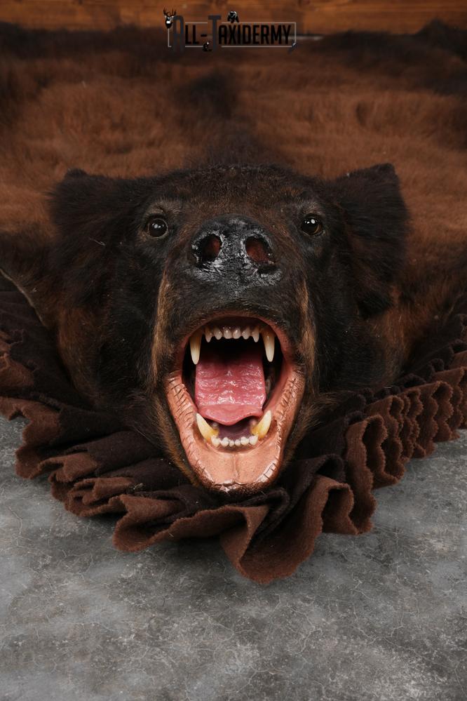 Tri Color Black Bear Rug SKU 2817 - Image 5