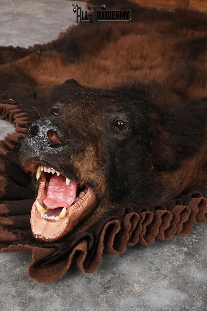 Tri Color Black Bear Rug SKU 2817 - Image 4