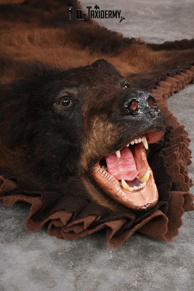 Tri Color Black Bear Rug SKU 2817 - Image 3