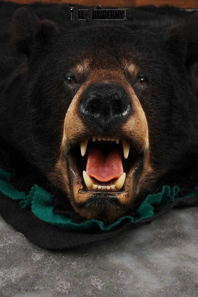 Black Bear Rug SKU 2819 - Image 5