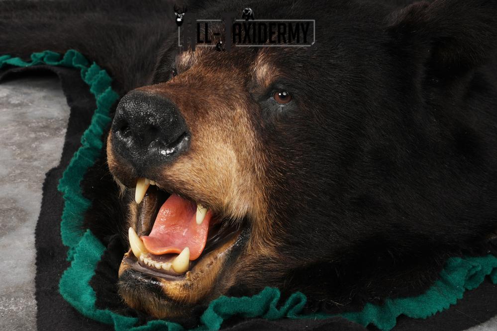 Black Bear Rug SKU 2819 - Image 4