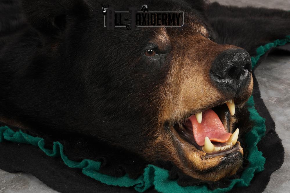 Black Bear Rug SKU 2819 - Image 3