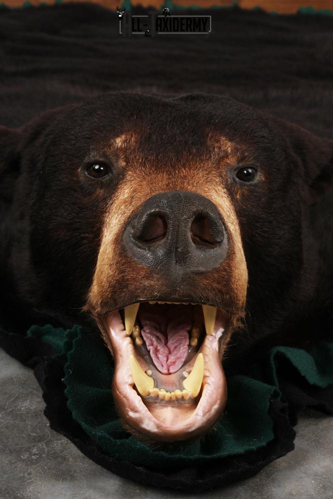 Black Bear Rug SKU 2818 - Image 5