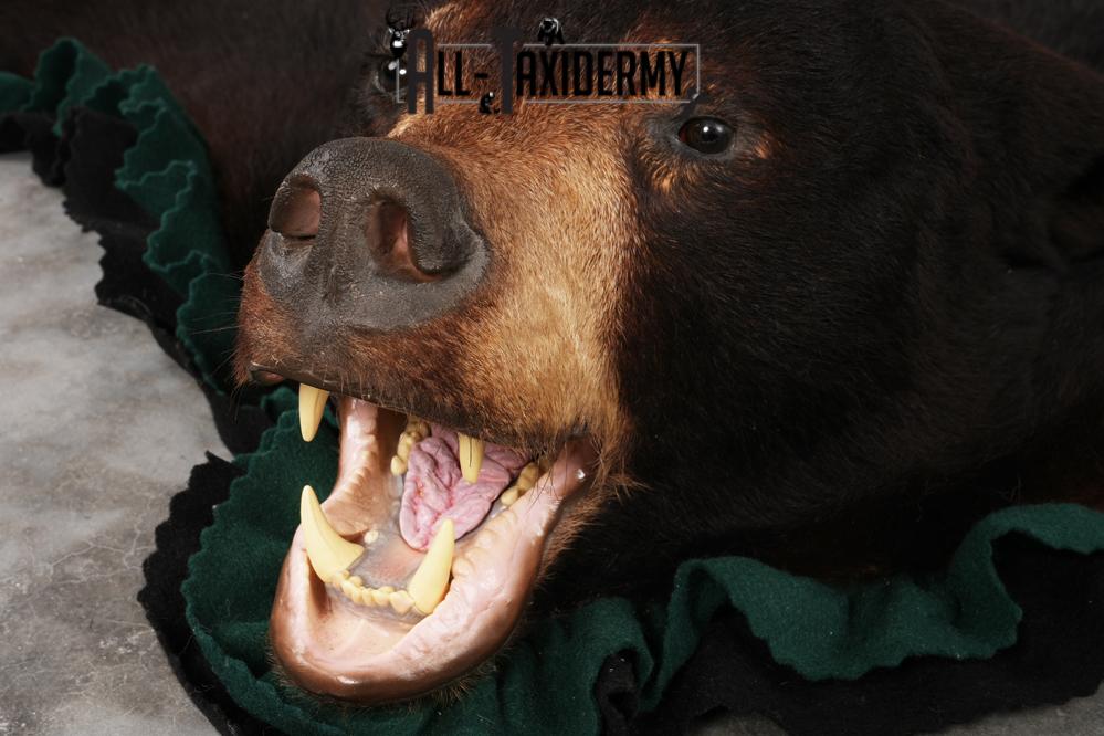 Black Bear Rug SKU 2818 - Image 4