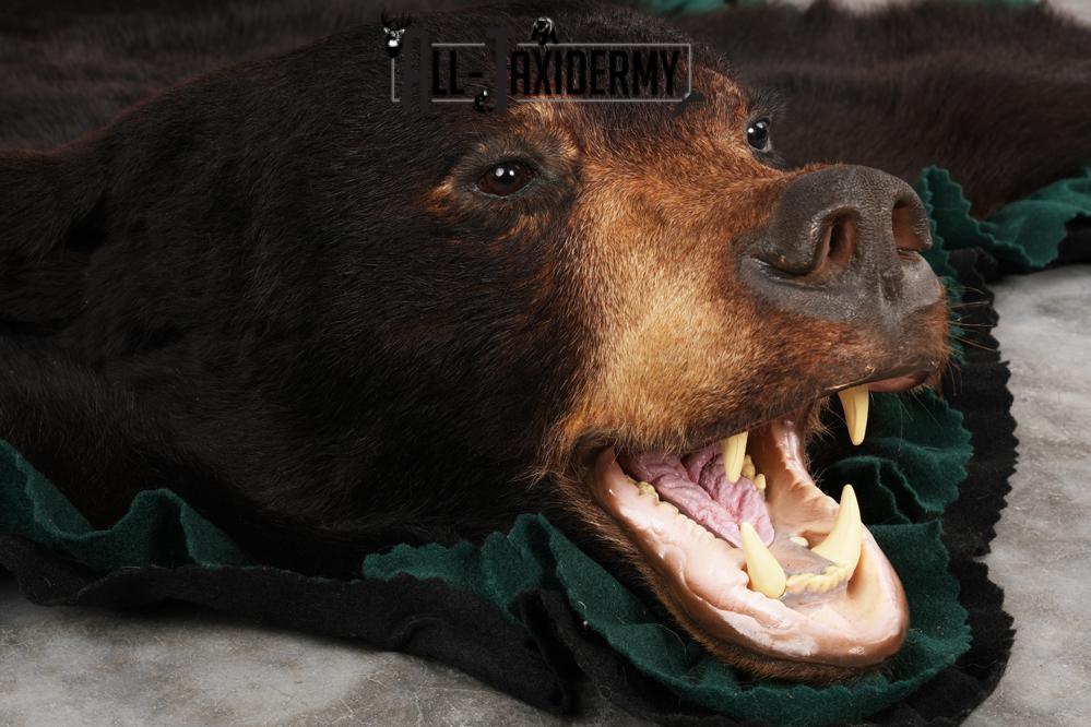 Black Bear Rug SKU 2818 - Image 3