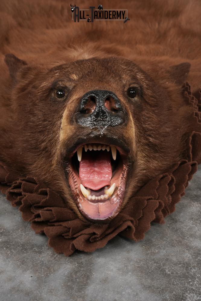 Cinnamon Black Bear Rug SKU 2816 - Image 5