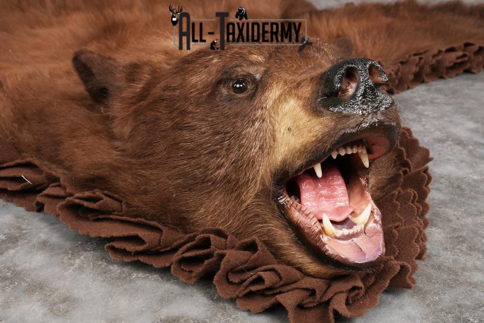 Cinnamon Black Bear Rug SKU 2816 - Image 4