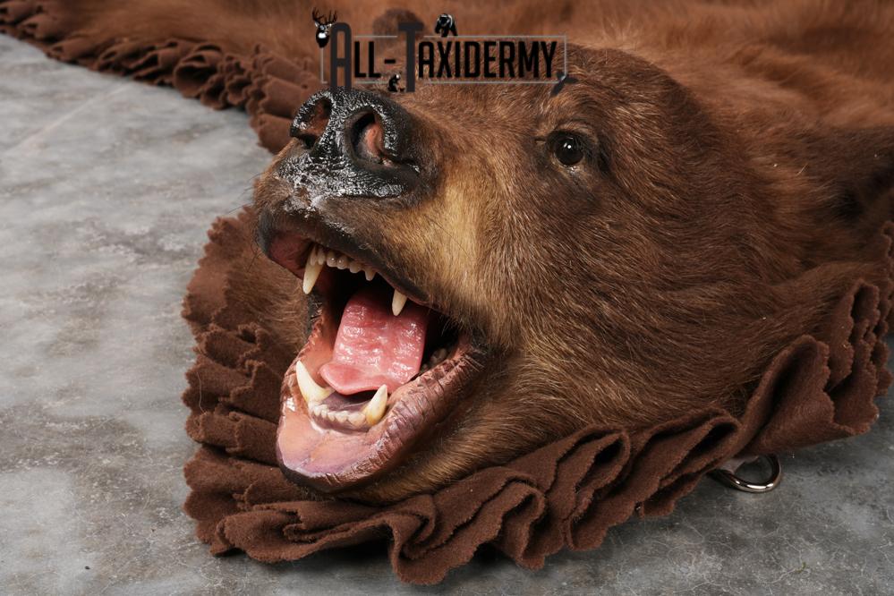 Cinnamon Black Bear Rug SKU 2816 - Image 3