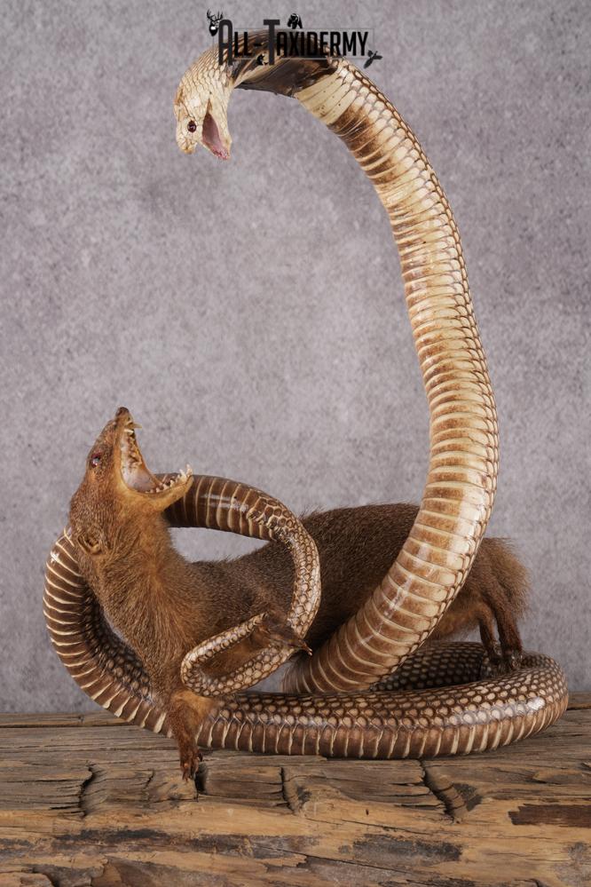 Cobra and Mongoose Fighting Taxidermy SKU 2948