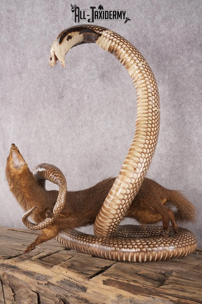 Cobra and Mongoose Fighting Taxidermy SKU 2948 - Image 6