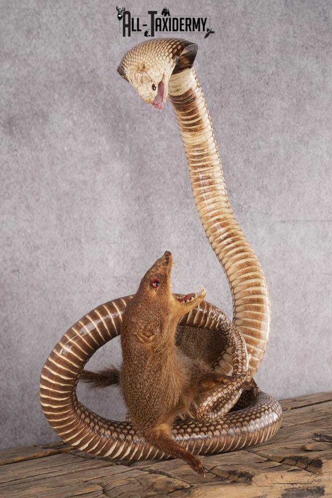 Cobra and Mongoose Fighting Taxidermy SKU 2948 - Image 5