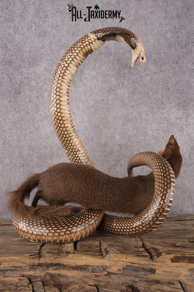 Cobra and Mongoose Fighting Taxidermy SKU 2948 - Image 4