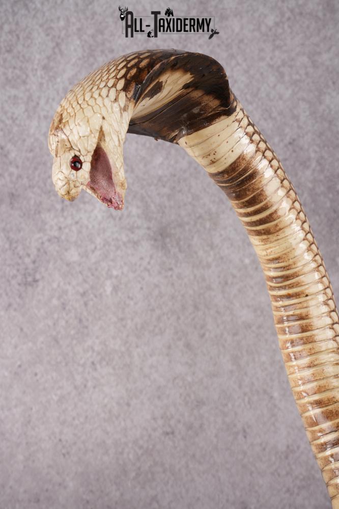 Cobra and Mongoose Fighting Taxidermy SKU 2948 - Image 3