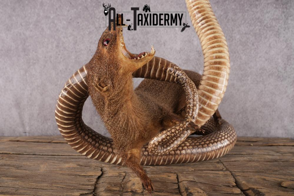 Cobra and Mongoose Fighting Taxidermy SKU 2948 - Image 2