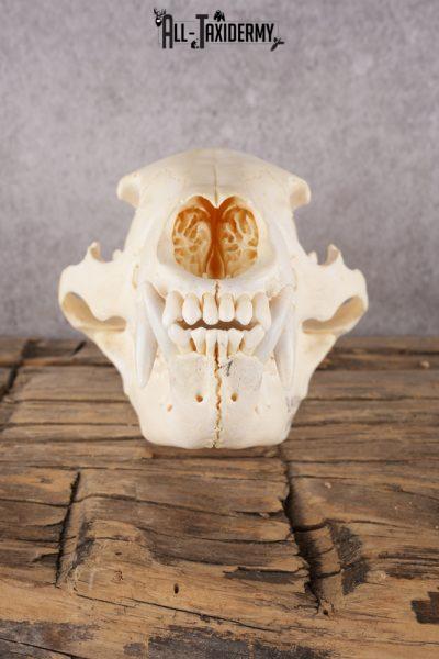 Black Bear Skull SKU 2930