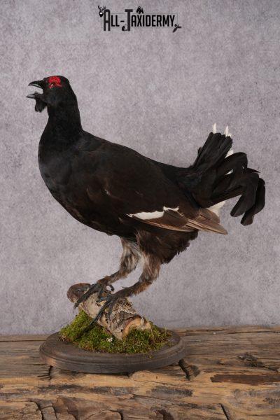 Northern Black Grouse SKU 2952