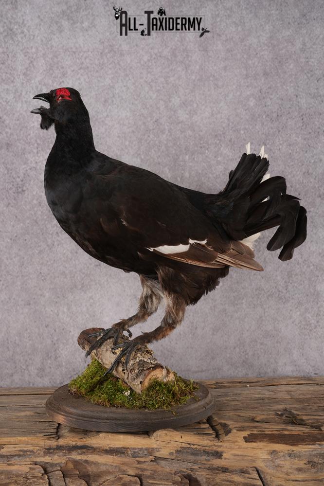 Northern Black Grouse SKU 2952