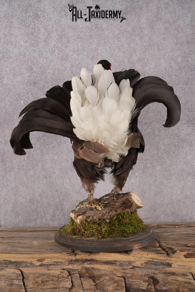 Northern Black Grouse SKU 2952 - Image 4