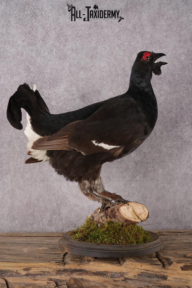 Northern Black Grouse SKU 2952 - Image 3