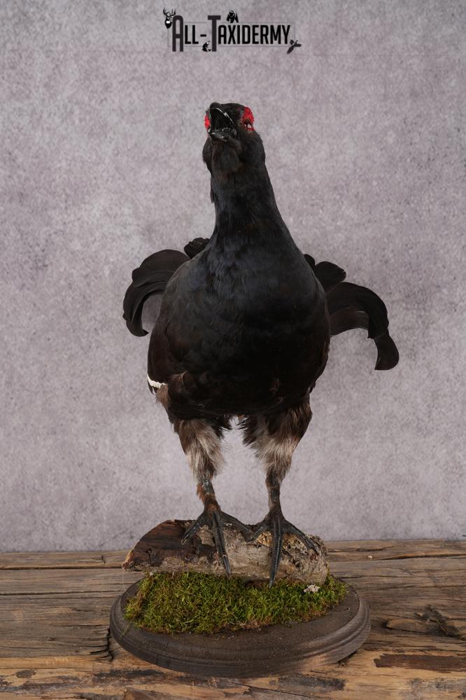 Northern Black Grouse SKU 2952 - Image 2