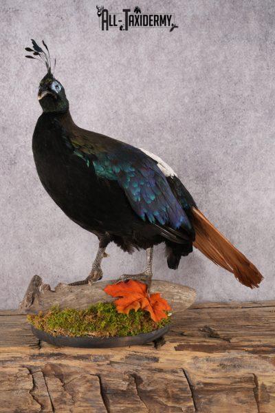 Himalayan Impeyan Pheasant SKU 2951