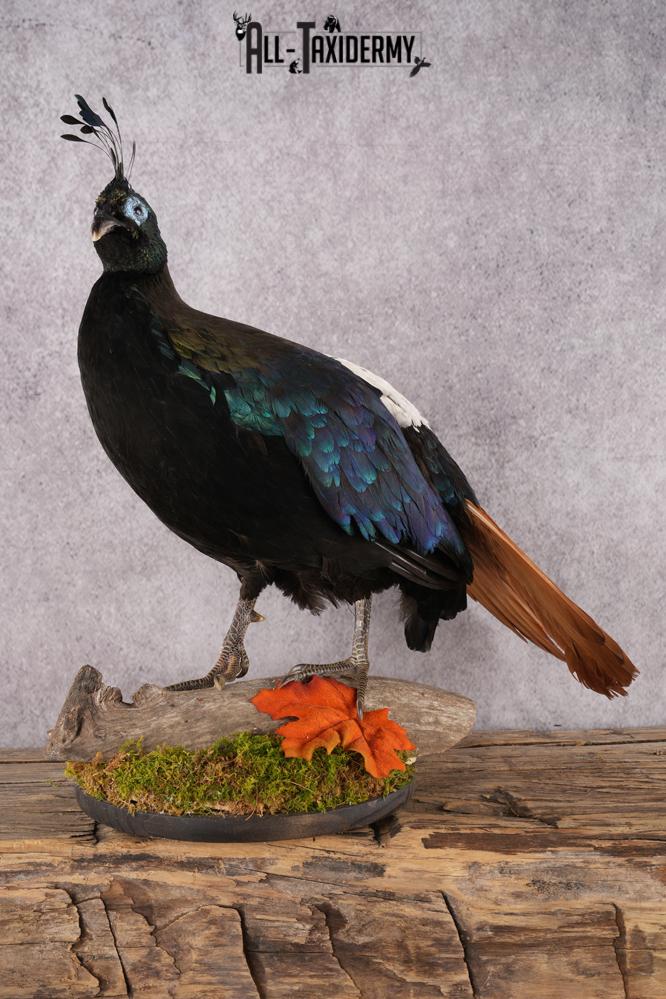 Himalayan Impeyan Pheasant SKU 2951