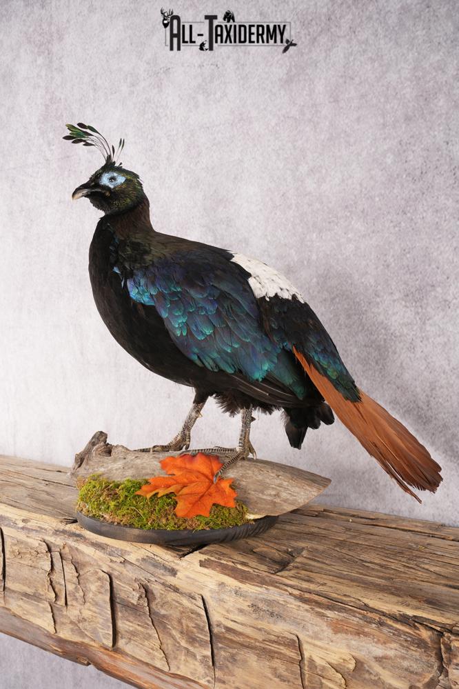 Himalayan Impeyan Pheasant SKU 2951 - Image 6